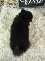 Sirius, a male Pomeranian for sale in Lamar, MO – 2 of 4