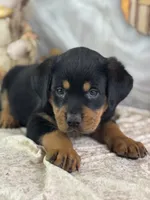 Dotty, a female Rottweiler for sale in Lamar, MO – 3 of 4