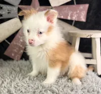 Albus, a male Pomeranian for sale in Lamar, MO – 3 of 7