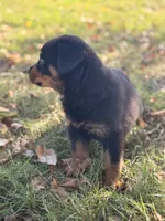 Sweetie Pie, a female Rottweiler for sale in Lamar, MO – 6 of 7