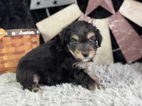 Levi, a male Miniature Aussiedoodle for sale in Lamar, MO – 3 of 7