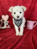 processed/e0ff8aa8-9ff9-459b-bd91-856c3933b278/listing/ff4cb1e6-876c-4694-bdba-8551a524af84/9967ca8d-1ea4-4a58-8980-7e771bed34e5