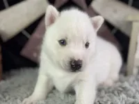 Aldus, a male Siberian Husky for sale in Lamar, MO – 3 of 6