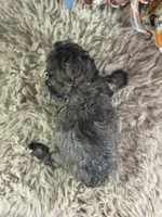 Steffi, a female Miniature Aussiedoodle for sale in Lamar, MO – 6 of 6