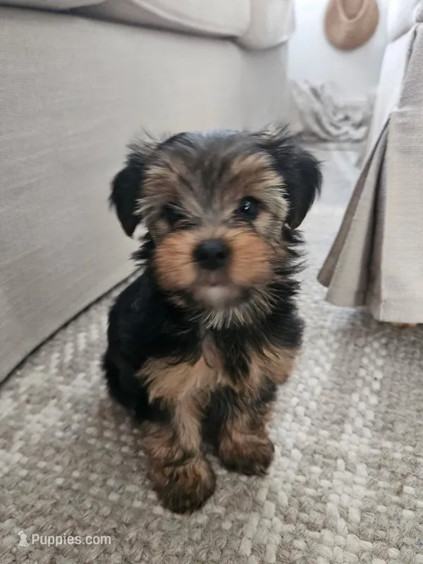 Zoe – Yorkshire Terrier puppy for sale in Boston, MA