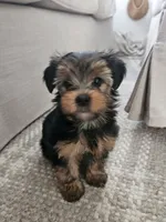 Zoe, a female Yorkshire Terrier for sale in Boston, MA – 1 of 5