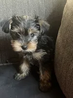 Zoe  toy yorkie, a female Yorkshire Terrier for sale in Boston, MA – 8 of 9
