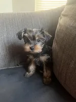 Zoe  toy yorkie, a female Yorkshire Terrier for sale in Boston, MA – 7 of 9