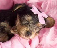 Zoe  toy yorkie, a female Yorkshire Terrier for sale in Boston, MA – 6 of 9