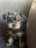 Zoe  toy yorkie, a female Yorkshire Terrier for sale in Boston, MA – 9 of 9