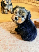 Zoe, a female Yorkshire Terrier for sale in Boston, MA – 4 of 5