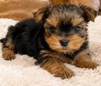 Zoe, a female Yorkshire Terrier for sale in Boston, MA – 3 of 5