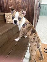 Rocket, a male Boston Terrier for sale in Fuquay Varina, NC – 2 of 3