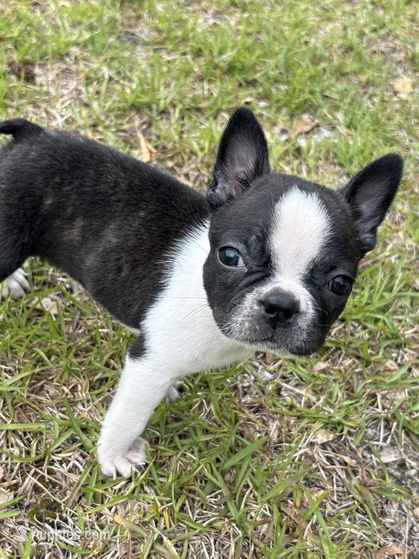 Skeeter – Boston Terrier puppy for sale in Fuquay Varina, NC