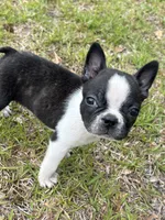 Skeeter, a male Boston Terrier for sale in Fuquay Varina, NC – 1 of 2