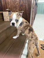 Rocket, a male Boston Terrier for sale in Fuquay Varina, NC – 1 of 3
