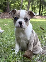 Rocket, a male Boston Terrier for sale in Fuquay Varina, NC – 2 of 3