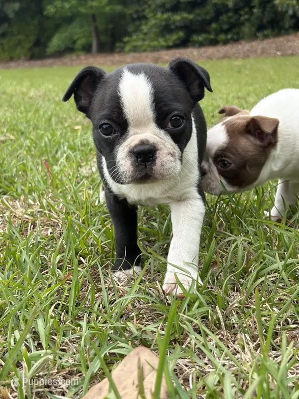 Bertha – Boston Terrier puppy for sale in Fuquay Varina, NC