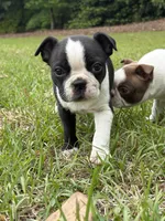 Bertha, a female Boston Terrier for sale in Fuquay Varina, NC – 1 of 3