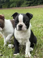 Bertha, a female Boston Terrier for sale in Fuquay Varina, NC – 2 of 3