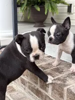 Skeeter, a male Boston Terrier for sale in Fuquay Varina, NC – 2 of 2