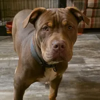 Gus, a male American Bully for sale in Monroeville, AL – 1 of 1