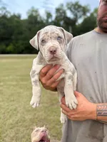 Blue, a male American Bully for sale in Monroeville, AL – Photo 1 of 4