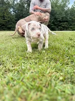 Blue, a male American Bully for sale in Monroeville, AL – Photo 4 of 4