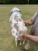 Blue, a male American Bully for sale in Monroeville, AL – Photo 2 of 4