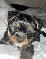 Red, a female Yorkshire Terrier for sale in Garrison, MN – 2 of 3