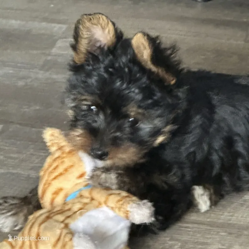 Red – Yorkshire Terrier puppy for sale in Garrison, MN