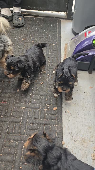 JR, a male Yorkshire Terrier for sale in Garrison, MN – 3 of 3