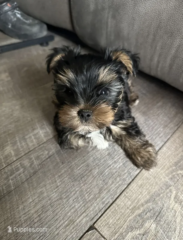 JR – Yorkshire Terrier puppy for sale in Garrison, MN