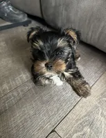 JR, a male Yorkshire Terrier for sale in Garrison, MN – 1 of 3