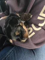 JR, a male Yorkshire Terrier for sale in Garrison, MN – 2 of 3