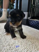 Red, a female Yorkshire Terrier for sale in Garrison, MN – 3 of 3