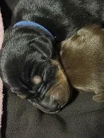 Jango (blue collar) AKC, a male Doberman Pinscher for sale in Redfield, AR – 3 of 12
