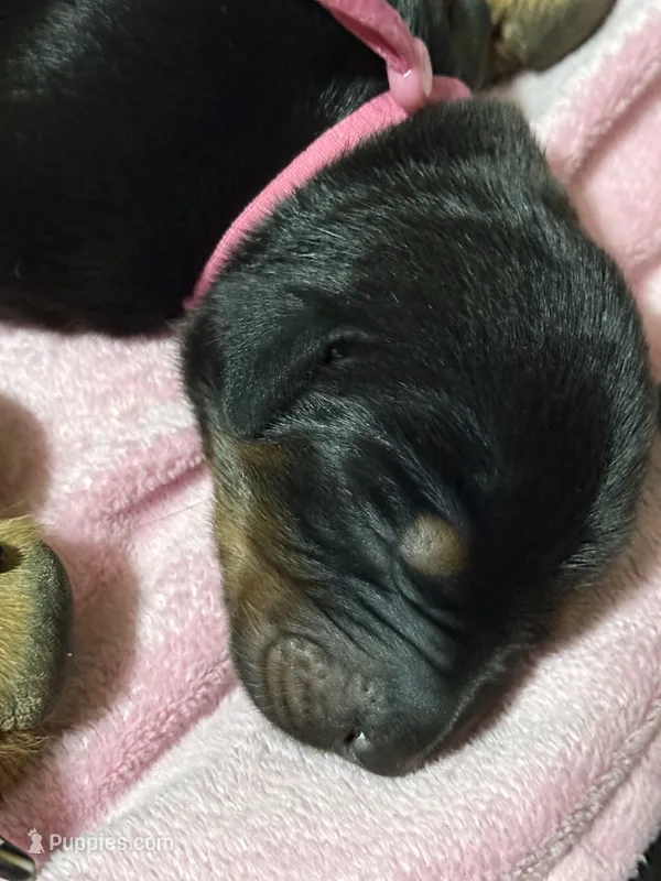 Rose  (Pink collar) – Doberman Pinscher puppy for sale in Redfield, AR