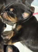 Rose (pink collar) AKC, a female Doberman Pinscher for sale in Redfield, AR – 14 of 14