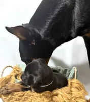AKC Luke (baby blue collar) , a male Doberman Pinscher for sale in Redfield, AR – 10 of 10