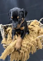 AKC Han (brown collar) , a male Doberman Pinscher for sale in Redfield, AR – 6 of 8