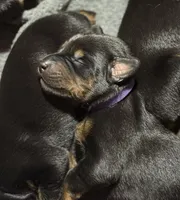 Leia (purple  collar) AKC, a female Doberman Pinscher for sale in Redfield, AR – 6 of 9