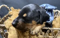 AKC Jango (blue collar), a male Doberman Pinscher for sale in Redfield, AR – 7 of 8
