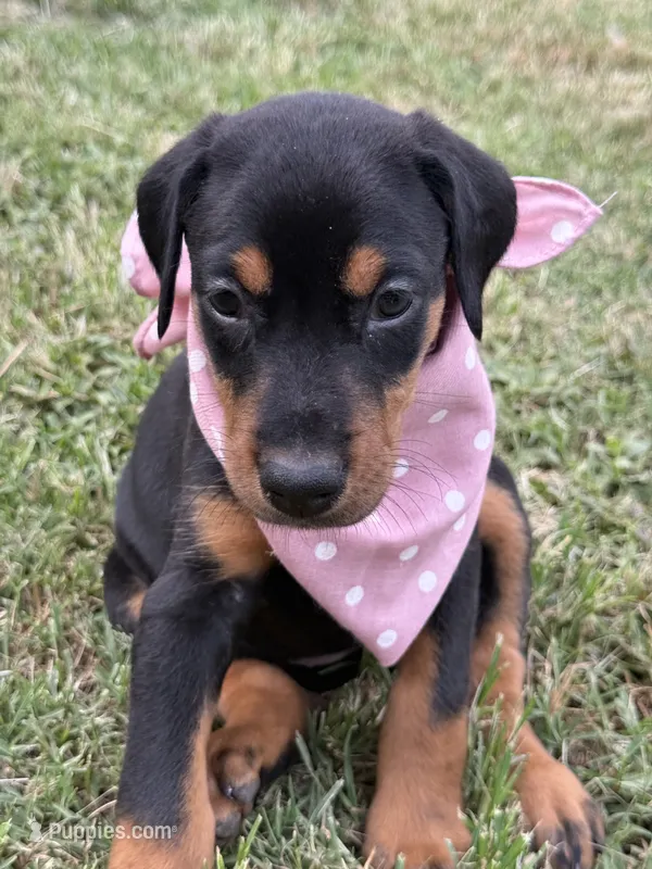  AKC Rose (pink collar) – Doberman Pinscher puppy for sale in Redfield, AR