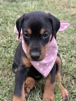   AKC Rose (pink collar), a female Doberman Pinscher for sale in Redfield, AR – 3 of 10