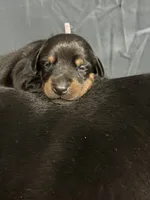 Soka (purple  collar) AKC, a female Doberman Pinscher for sale in Redfield, AR – 13 of 14