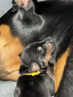 Poe (yellow collar) AKC, a male Doberman Pinscher for sale in Redfield, AR – 3 of 11