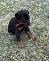 AKC Finn (orange collar) , a male Doberman Pinscher for sale in Redfield, AR – 3 of 9