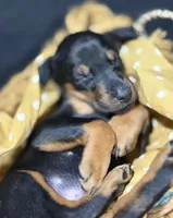 AKC Poe (yellow collar), a male Doberman Pinscher for sale in Redfield, AR – 5 of 8