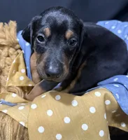 AKC Finn (orange collar) , a male Doberman Pinscher for sale in Redfield, AR – 8 of 9